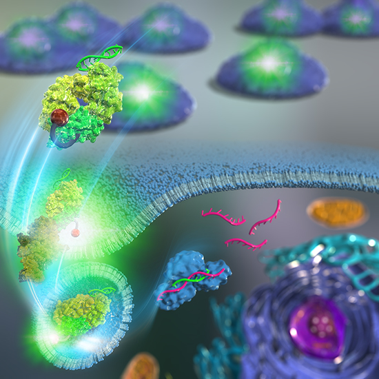 The Applications of Quenchbody: A Novel Fluorescent&nbsp;Immunosensor