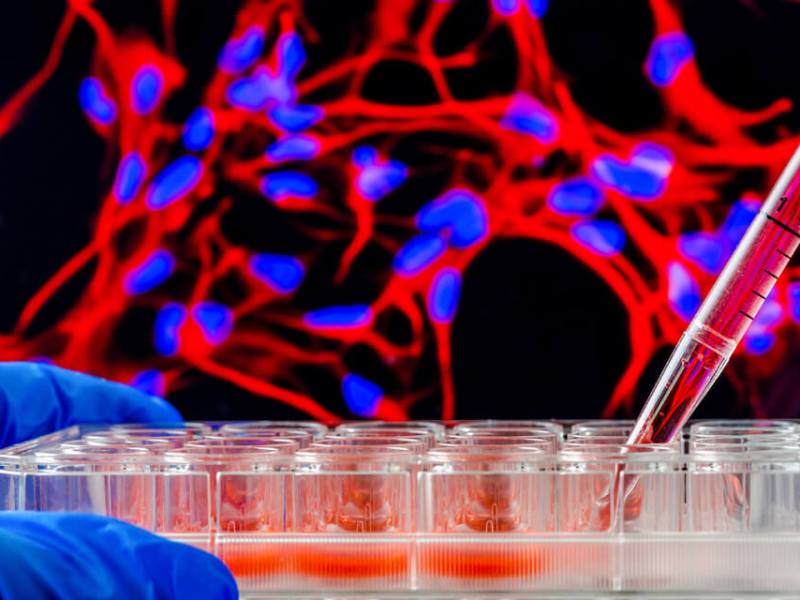 Tissue Engineering and its Implications in Modern&nbsp;Medicine